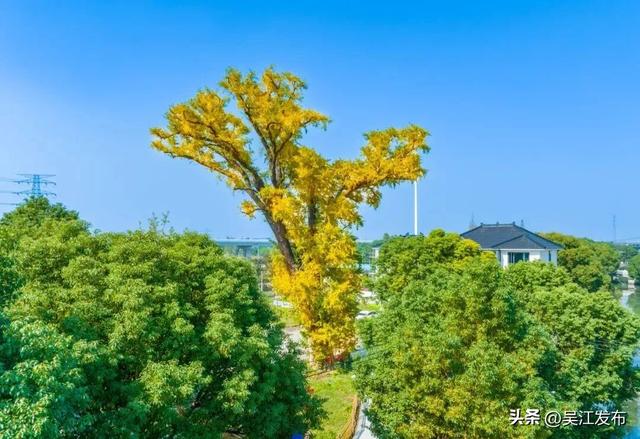 周末去打卡丨“杏”会！颜值高峰来了！