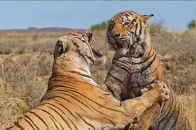 在非洲爆杀狮子的老虎，可能是华南虎？揭秘“虎啸非洲”的内幕！图片