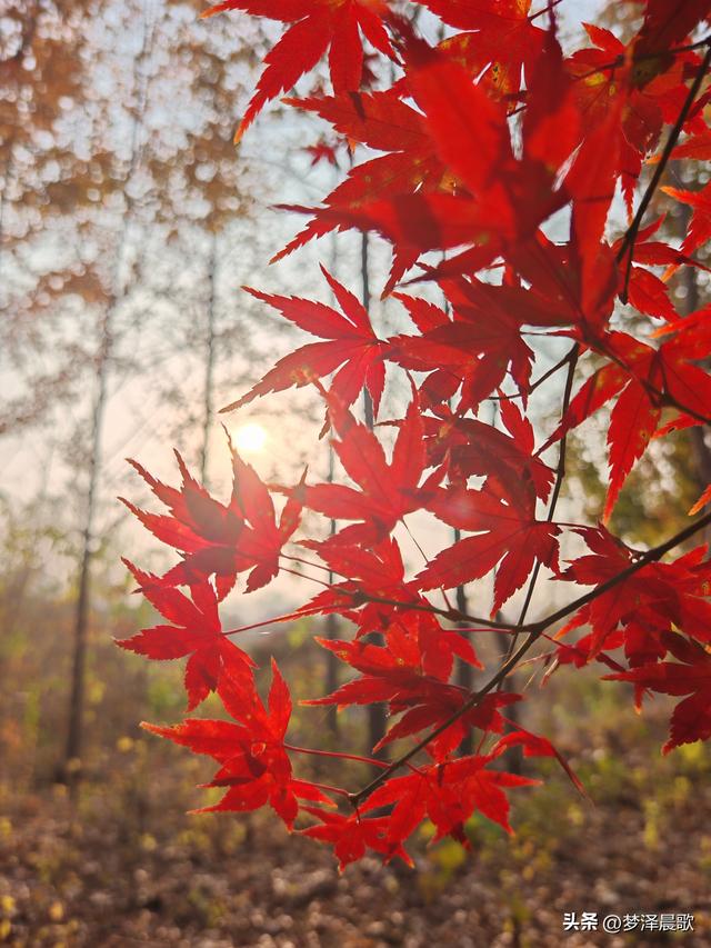 千年古城湖北云梦 冬日暖阳红枫艳