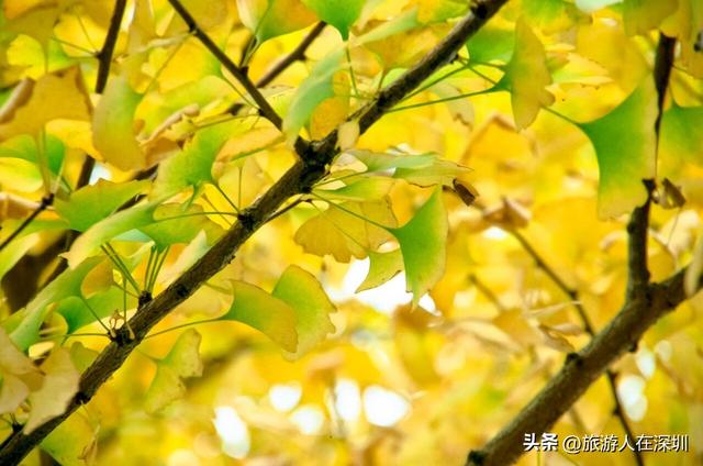 韶关南雄银杏之约，2天1晚赏秋游玩全攻略，体验独特的秋日故事