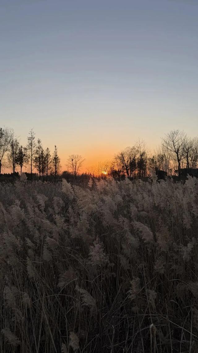 芦花飞雪！比人高+多机位！青岛氛围感芦苇荡初冬打卡地
