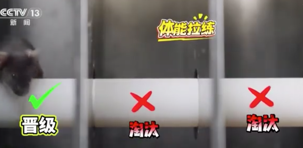 出征！神舟21号创3突破　欢送航天员「万无一失、圆满成功」