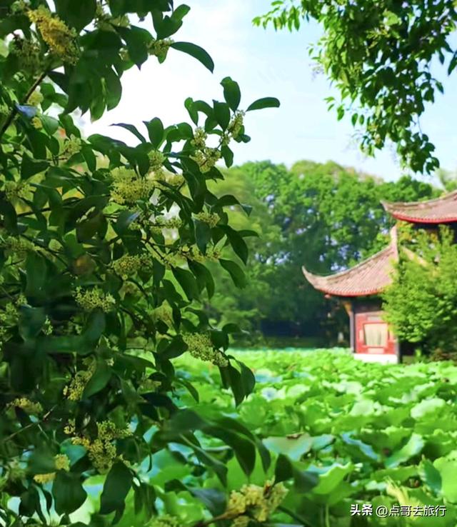成都最出名的桂花观赏地，超级低调，桂香四溢，地铁公交车直达！