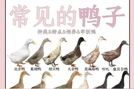 我国鸭子品种大赏！史上最全！鸭子全身都是宝！建议收藏学习！图片