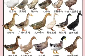 我国鸭子品种大赏！史上最全！鸭子全身都是宝！建议收藏学习！图片