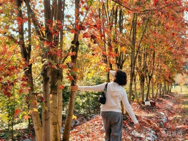绝美！快来崇州收藏这份限定秋色