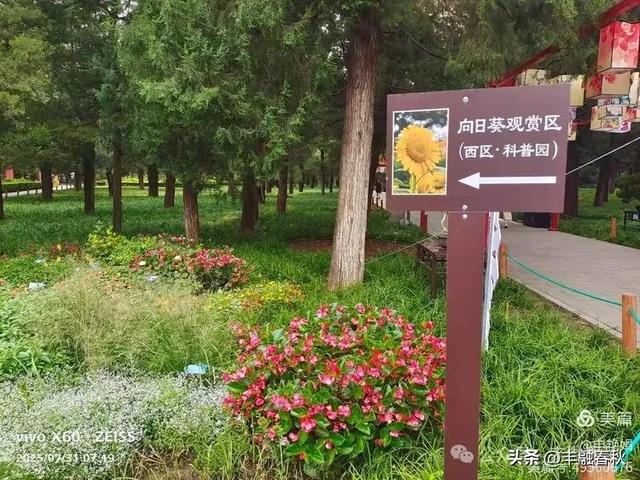 北京景山公园向日葵花海,夏日盛景| 申艳娟