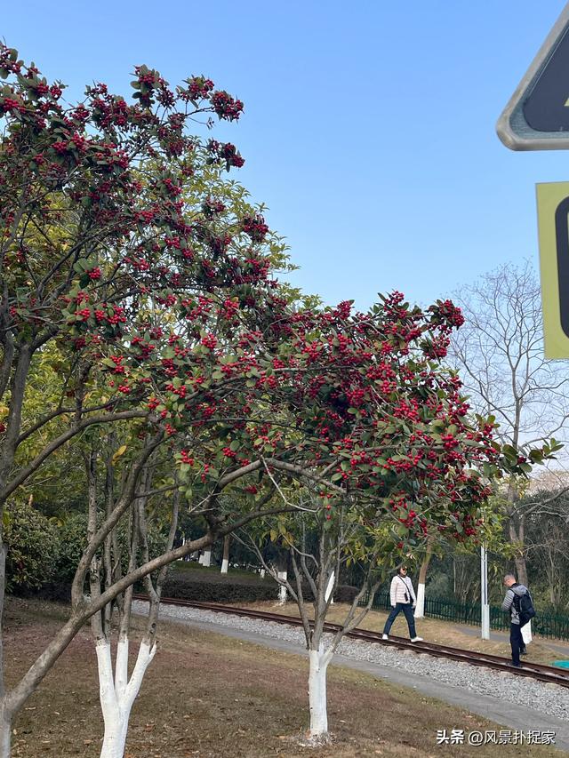 南昌凤凰洲湿地公园，美的不像话！