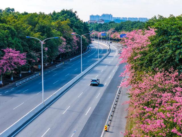 冬日限定浪漫,从化温泉国道丝木棉绽放成粉色长廊