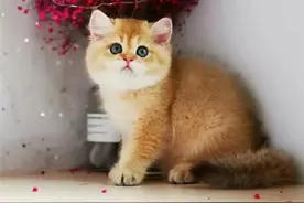 金渐层色号怎么区分？一文教会你！图片