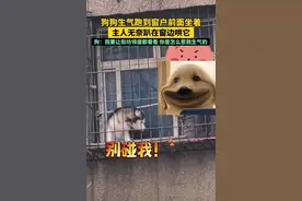 狗狗生气跑到窗户前面坐着，主人无奈趴在窗边哄它。狗子：我要让街坊四邻们看看你是怎么惹我生气的图片