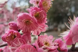 只是提前还房贷10万，利息一下减少了10万图片