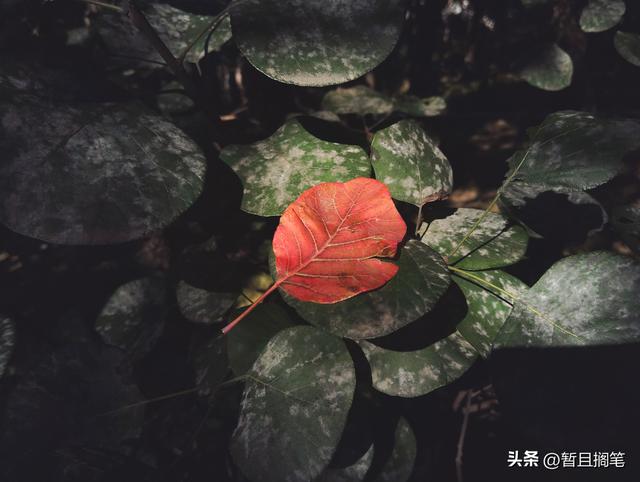 以我4次经历，带你打卡北京香山，北京的朋友请补充