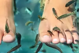 “温泉鱼”有多恐怖？吃脚皮只是在麻痹你，整条鱼进去只剩骨架图片