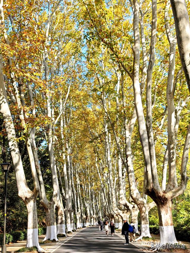 南京C位秋色！陵园路灵谷寺梧桐进入全盛期，错过又等一年