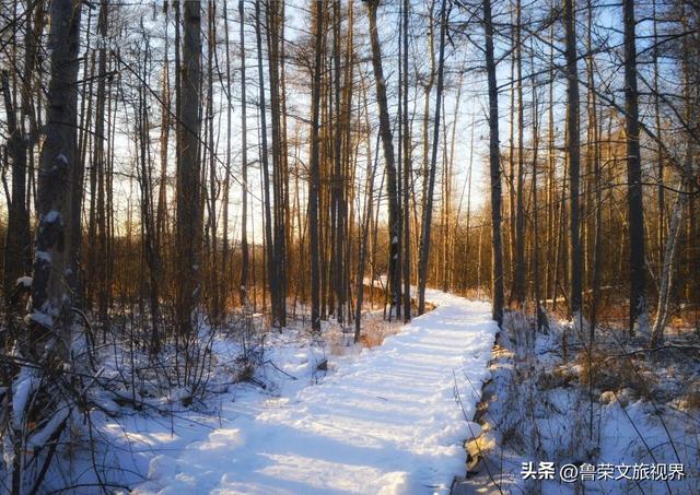 漠河六景漫游指南：从白桦林到驯鹿园，解锁极北冰雪童话