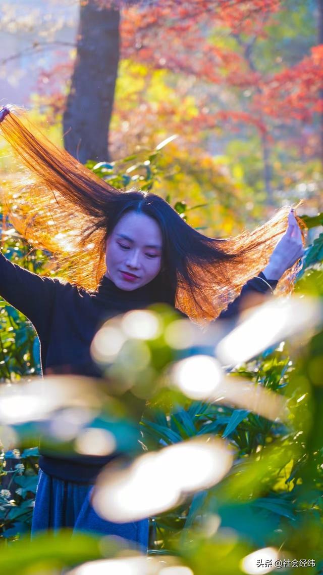 【每日一景】“枫”景这边独好 中山植物园红枫岗