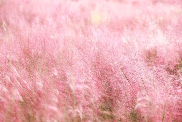 未央之秋，共赴一场金色约会