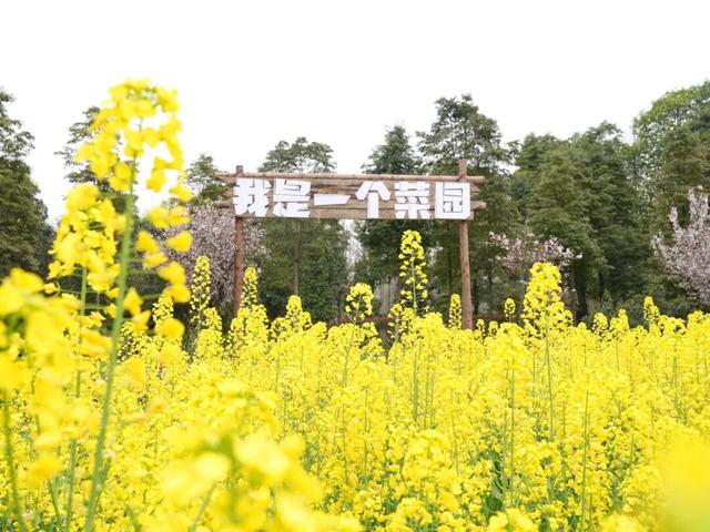 五大点位，廖家镇春日赏花地图来了！