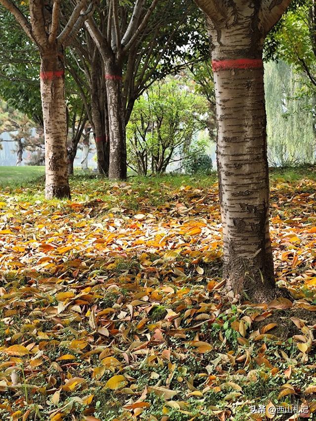 五线小城里的银杏大道，美翻全网的深秋景色原来在这里