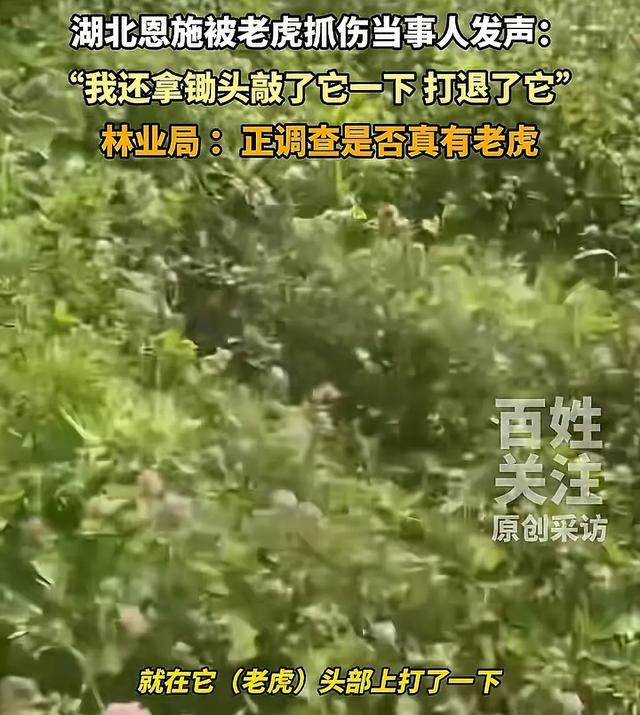 湖北恩施一村民干农活时被老虎抓伤：持锄头敲了它几下 摇摇头走了