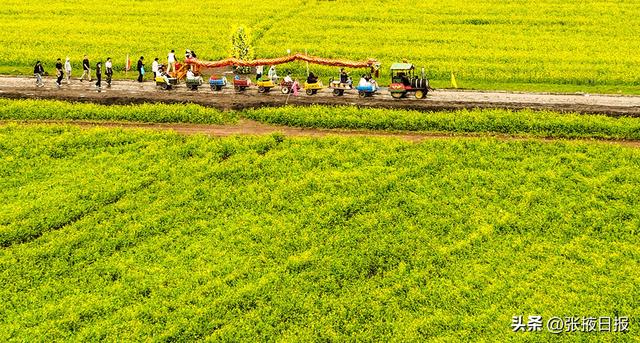 张掖民乐：祁连山下万亩油菜花开引客来