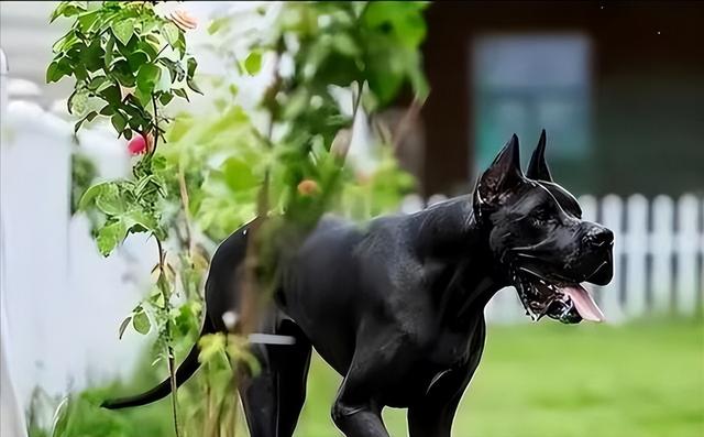 人大代表一席话问住养犬人：你的宠物狗	，凭什么让他人付出代价？