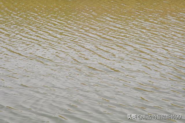 海边游记｜沙海狂飙与绿洲寻踪：内蒙古腾格里沙漠一日“历险记”