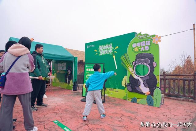 入乡随俗天花板！山东黑猩猩 “巧克力” 啃章丘大葱，萌化了