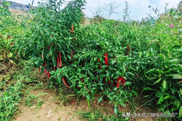 遇见·尖草坪丨不费家长、专治无聊，尖草坪这些地方娃娃们都玩疯了~