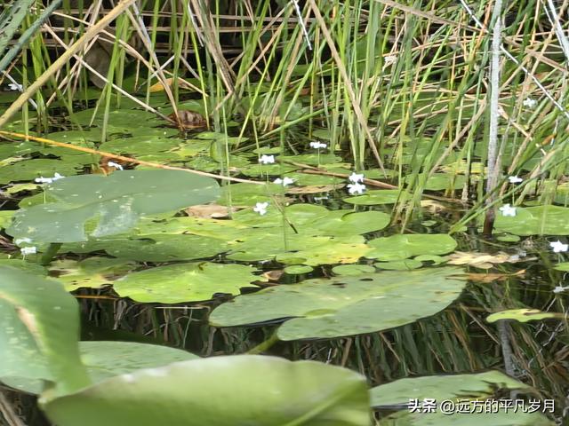 大沼泽地美国国家公园（迈阿密游记三）