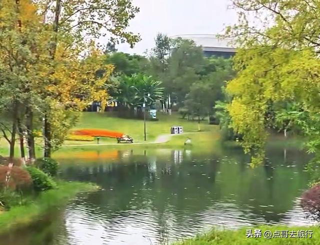 成都主城区最大人工湖，秋天超级惊艳，不要门票，地铁公交直达！
