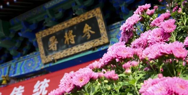 【金秋盛宴】国庆相约台儿庄古城，菊花展即将惊艳绽放！