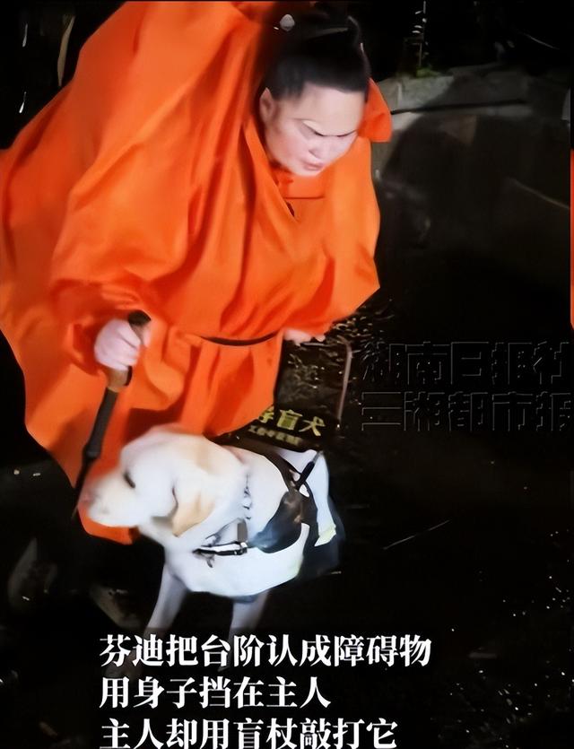 带导盲犬爬泰山的夫妻被网友批评，导盲犬芬迪看着非常累