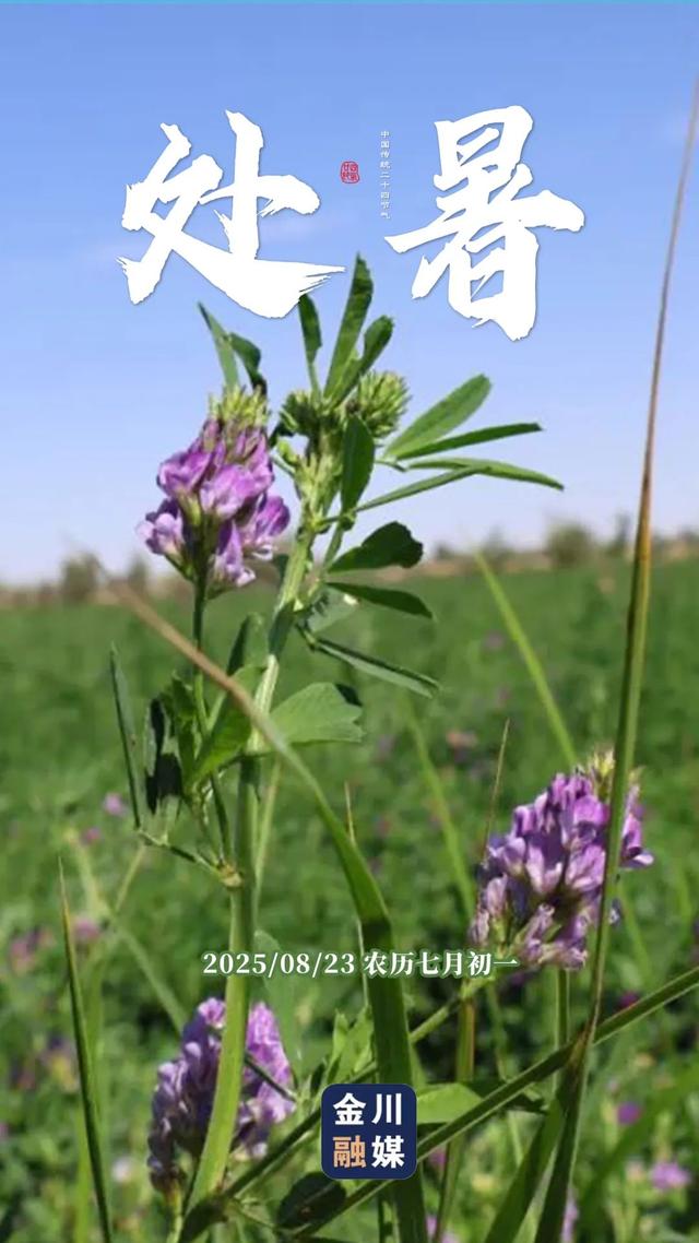 原创海报 | 处暑至 秋意浓！金川融媒邀您共赏初秋之美