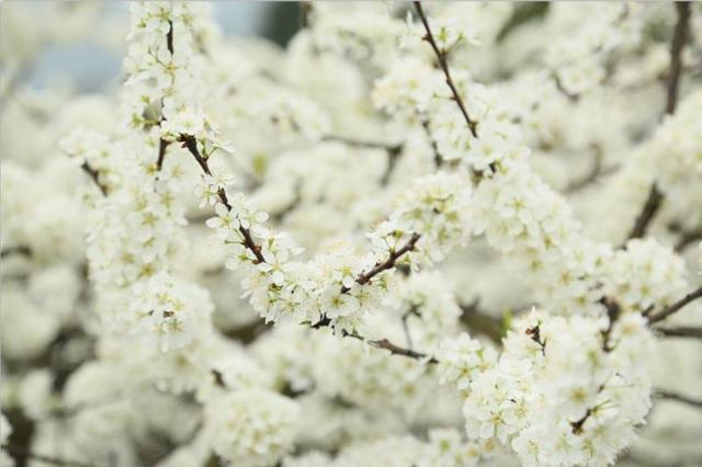 谁发明的？在千亩李花里烫火锅！荣昌今天火出圈