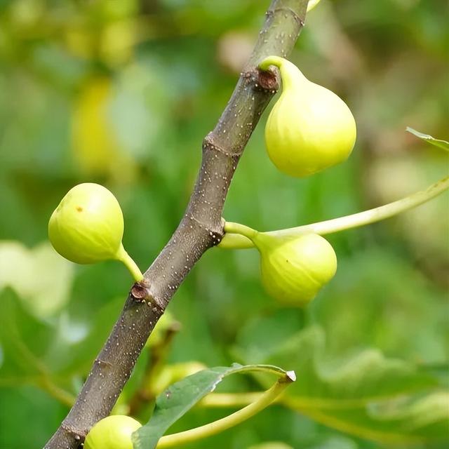 秋崃 | 秋日蜜语，果香满溢：赴一场邛崃无花果的甜蜜邂逅