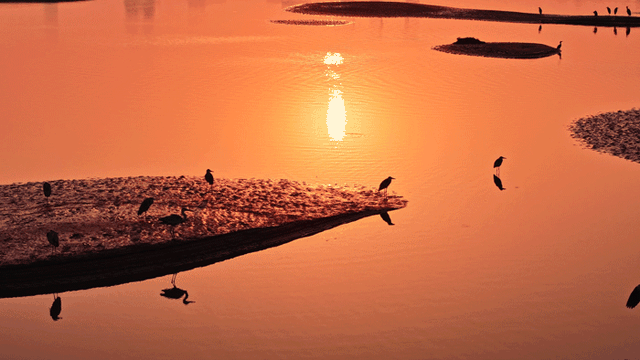 沙漠踏雪，只在武汉，最佳观赏期到了！