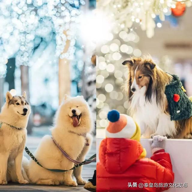 阿那亚童话月来了！岁末海边的童话梦境，守护每一个纯真的你