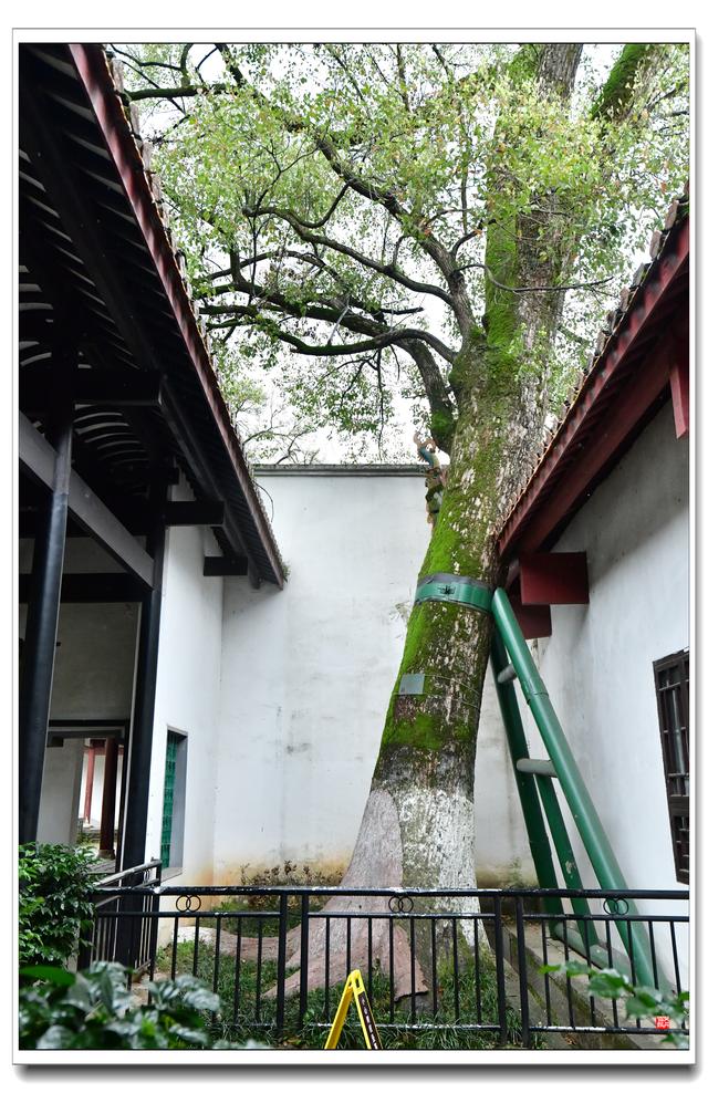 岳麓书院（后院）