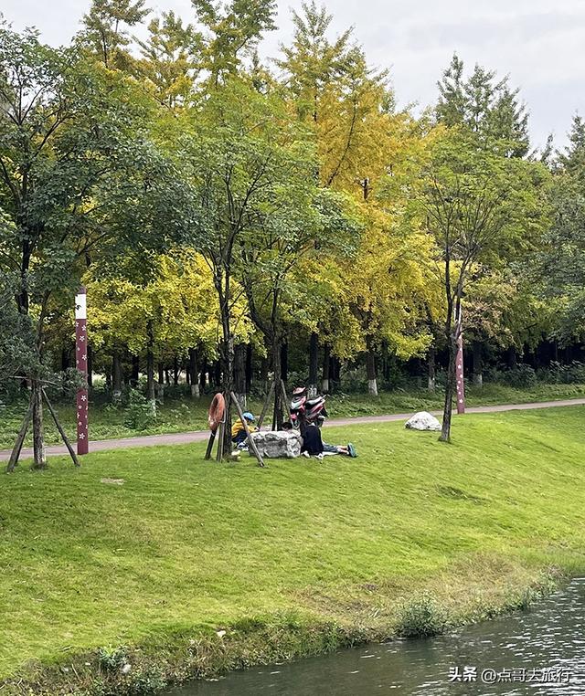 成都市区最大银杏林，金黄如海超壮观，不要门票，地铁公交直达！