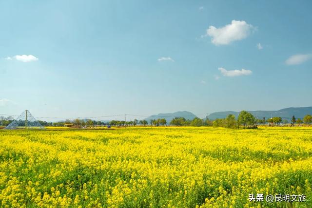 超详细攻略!在昆明官渡,与鸥共舞,六种玩法开启冬日漫游!
