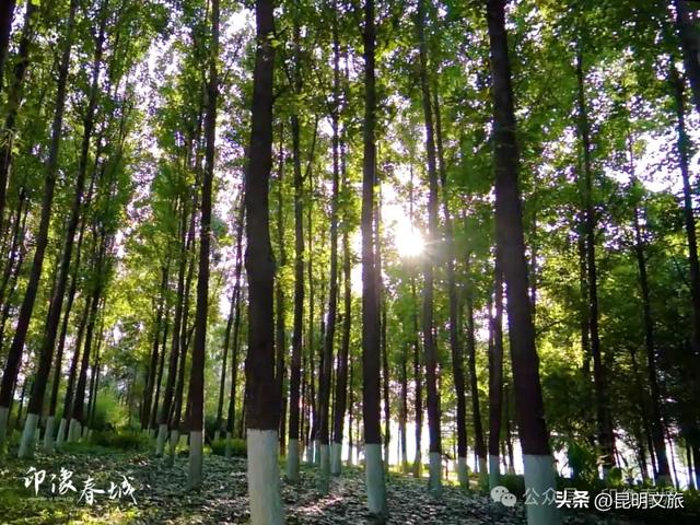 超详细攻略！在昆明官渡，与鸥共舞，六种玩法开启冬日漫游！