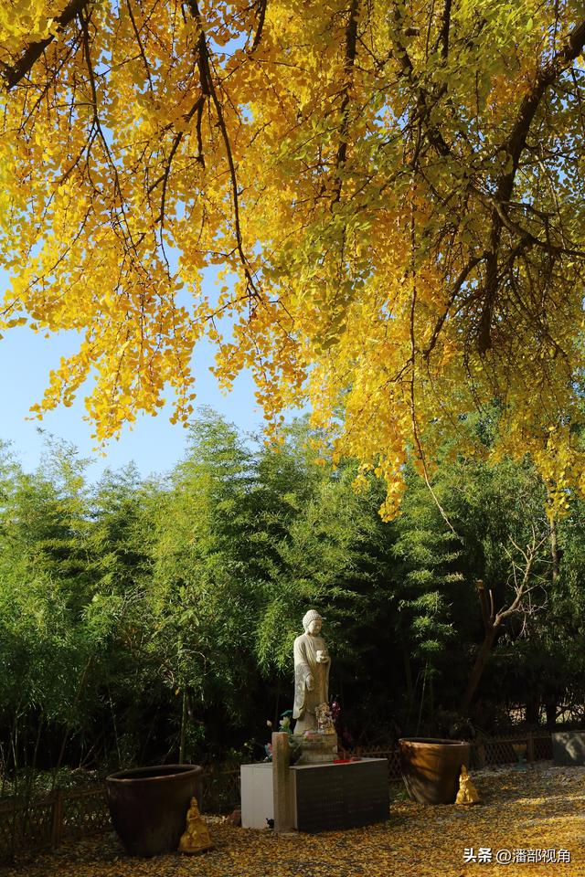 无锡荡口圆通村原圆通寺的旧址上，二棵古银杏今年甚美