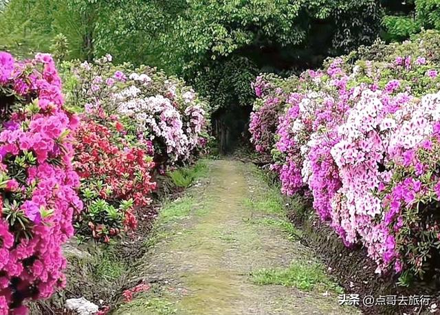 成都公园最大规模杜鹃花开了，200多亩花开成海，不要门票！
