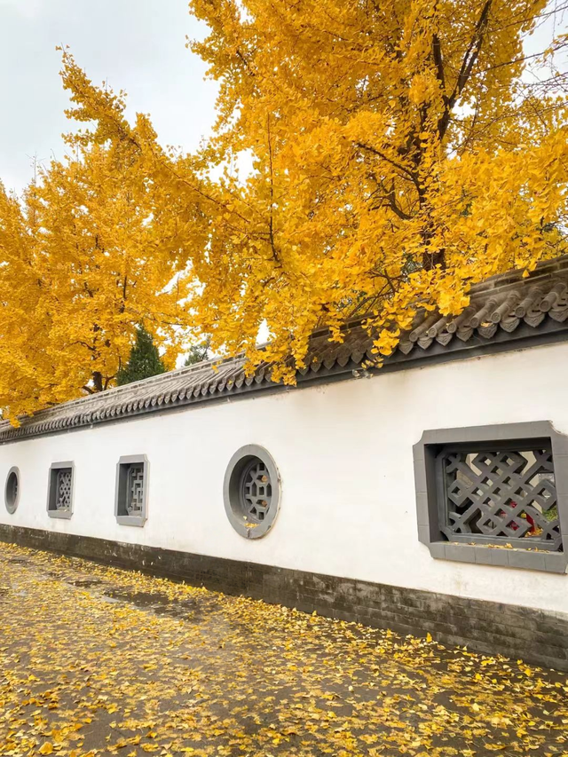 临沂初冬“热”出圈！打卡攻略赶紧码