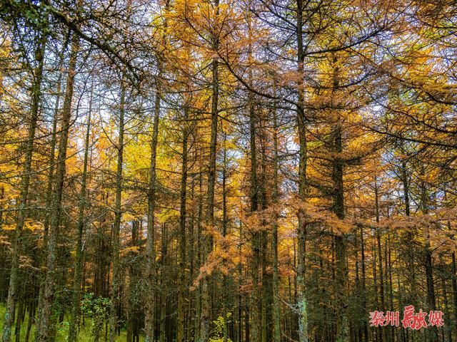 秦州区齐寿山：绚烂风光绘就生态与文化和美共生瑰丽画卷