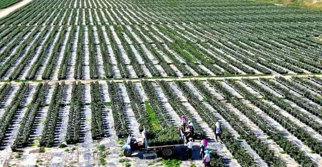 黄河三峡盛开民族团结之花——临夏州永靖县“文旅融合+民族团结”发展纪实