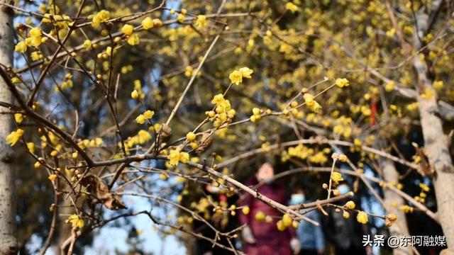 山东的第一波蜡梅开啦！快来邂逅这份冬日限定的浪漫