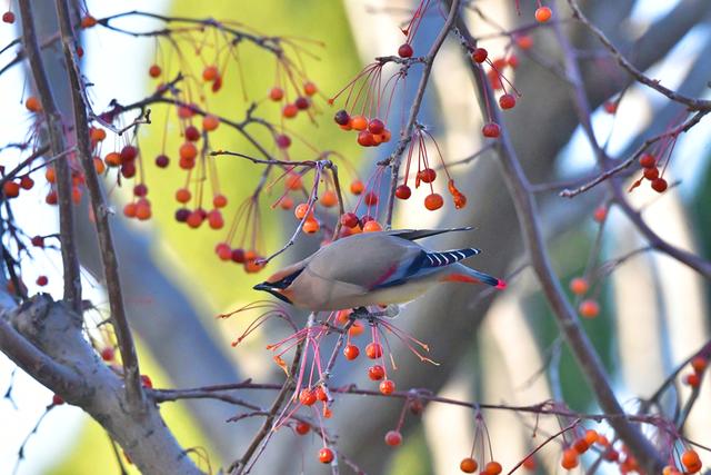 新聊新景丨水城之冬 太平鸟入画